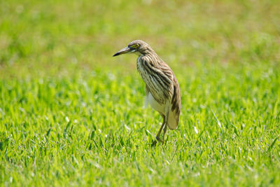 Side view of a bird on grass