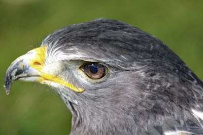 Close-up of eagle