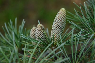 Close-up of pine cone on field