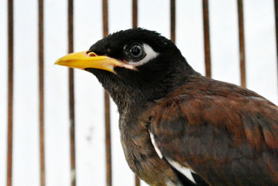 Close-up of bird perching