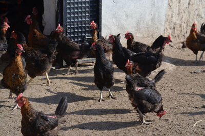 Flock of chickens  on the ground