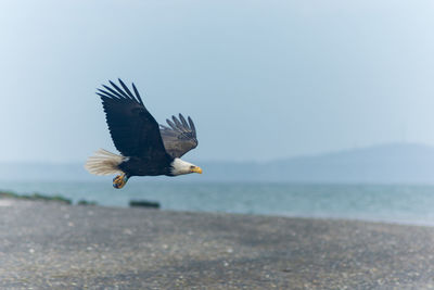 Bald eagle flying at beach against sky