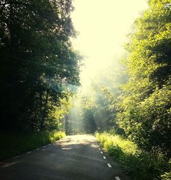 Empty road amidst trees