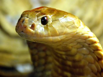 Close-up of snake