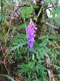 Close-up of purple flowers