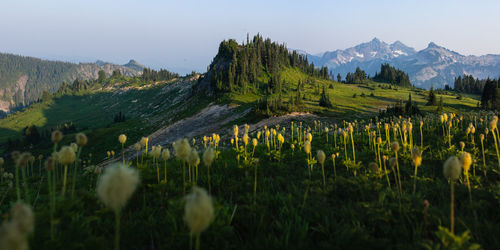 Panoramic view of field against sky