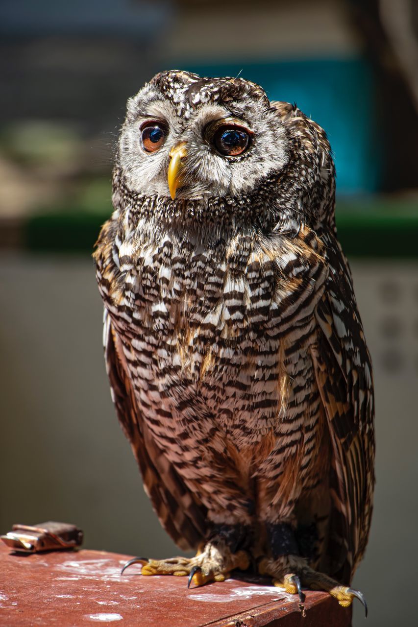 bird of prey, one animal, animal, animal themes, bird, focus on foreground, animals in the wild, vertebrate, animal wildlife, close-up, looking at camera, owl, day, portrait, no people, front view, brown, nature, outdoors, perching, eagle, animal eye