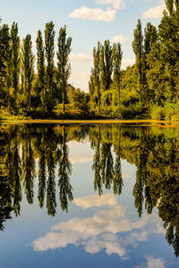 Reflection of trees in calm lake