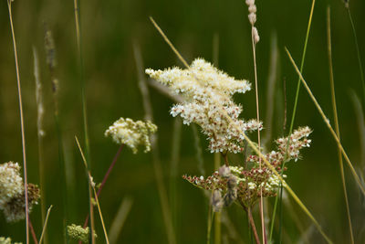Close-up of white flowering plant on field