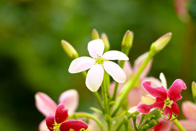 Close-up of pink flowering plant