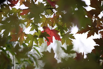 Low angle view of maple leaves on tree
