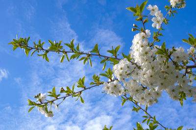 Low angle view of cherry blossoms against sky