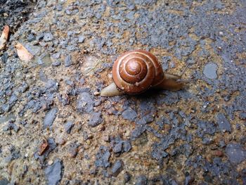 Close-up of snail on rock