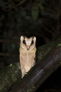 Close-up portrait of a bird