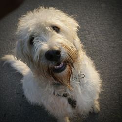 Close-up portrait of white dog