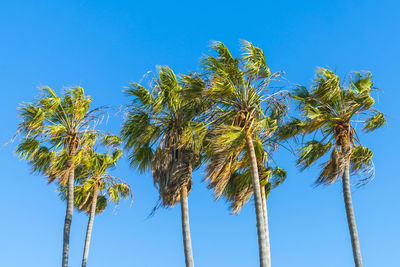 Low angle view of coconut palm tree against clear blue sky