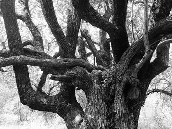 Close-up of tree trunk