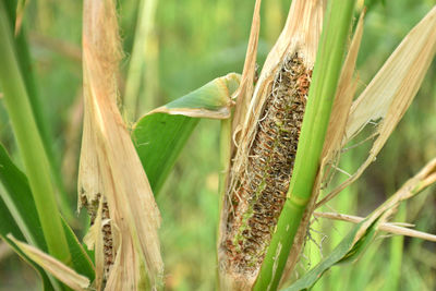 Close-up of caterpillar on plant