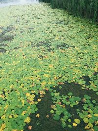 High angle view of water lilies floating on lake