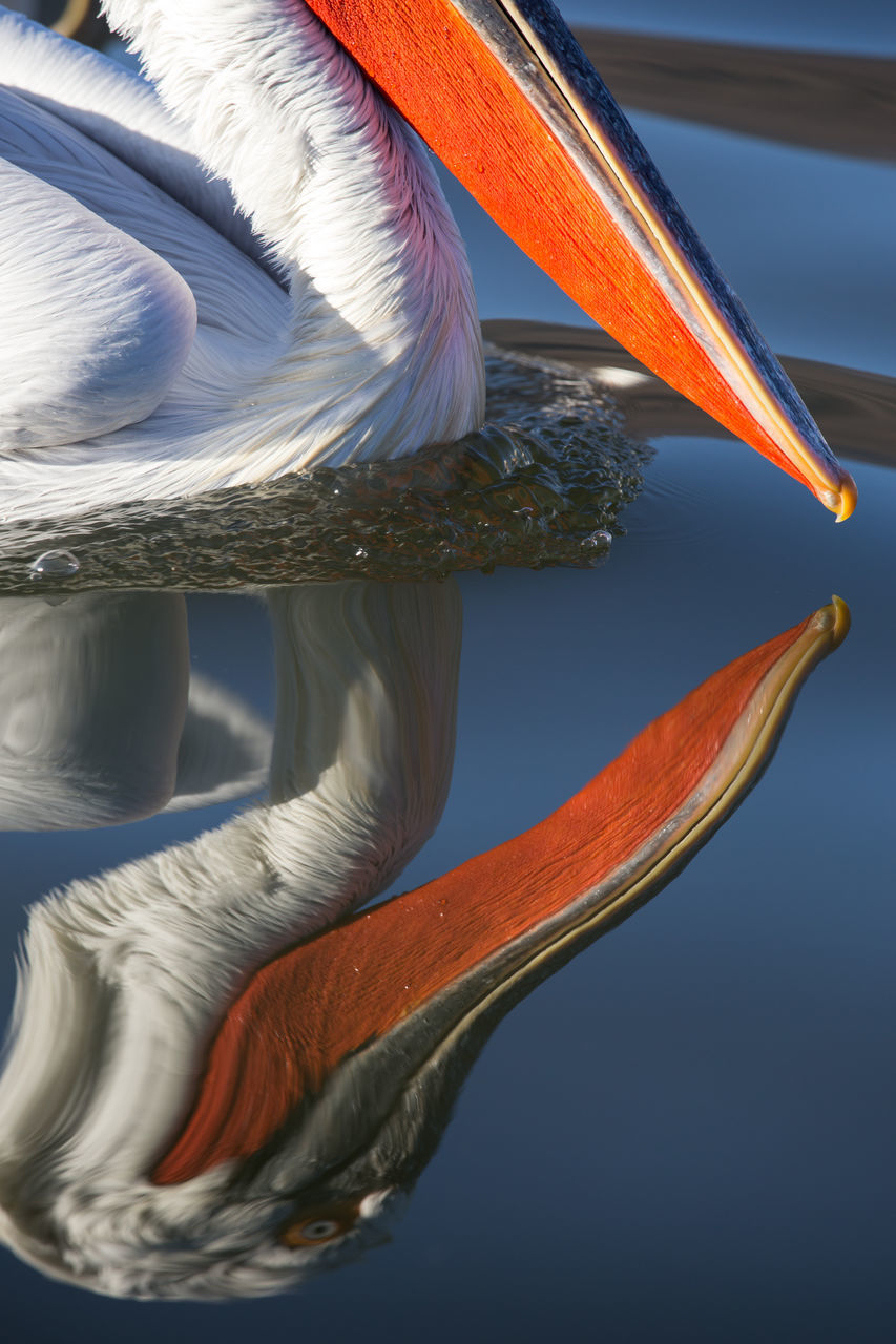 CLOSE-UP OF BIRD WITH REFLECTION IN LAKE