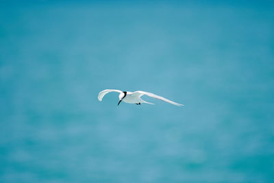 Seagull flying in the sky