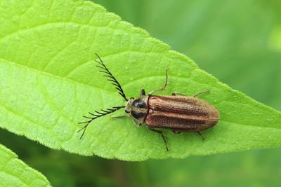 Close-up of insect on leaf