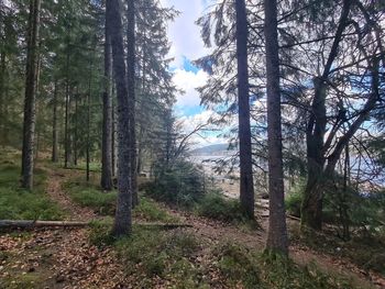 Trees growing in forest