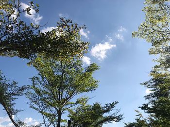 Low angle view of trees against sky on sunny day