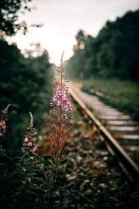 Purple flowering plants on railroad track against sky