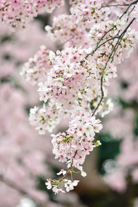 Cherry blossoms in tokyo japan and known as sakura flowers