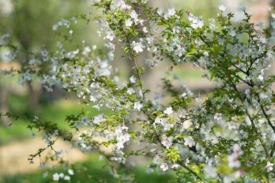 Close-up of white flowers blooming on tree