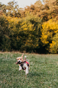 Dogs running on field