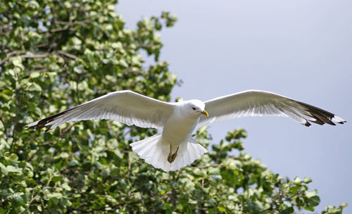 Low angle view of seagull flying against clear sky