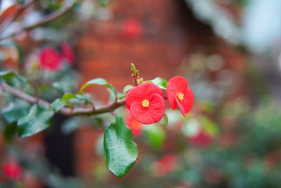 Close-up of red flower