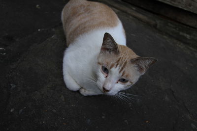 High angle view of cat