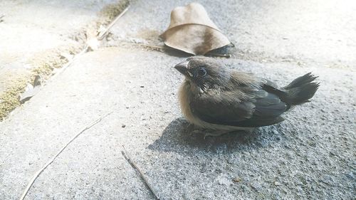 High angle view of bird perching on sidewalk