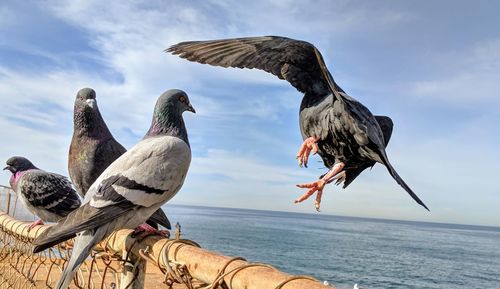 Bird perching on shore against sky