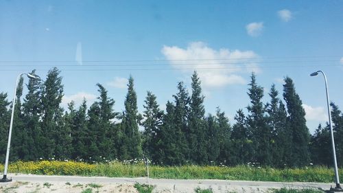 Trees against blue sky