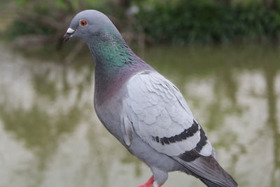 Close-up of pigeon