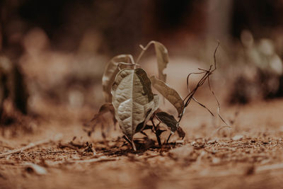 Close-up of butterfly on land