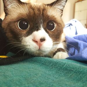 Close-up portrait of cat at home