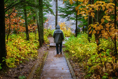 Rear view of man walking on footpath in forest