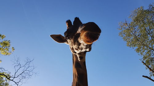 Low angle view of giraffe against clear blue sky