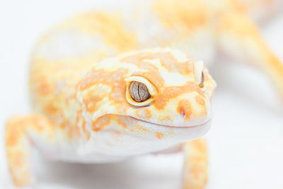 Close-up of a turtle