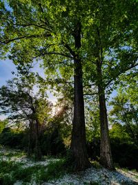 Trees in forest