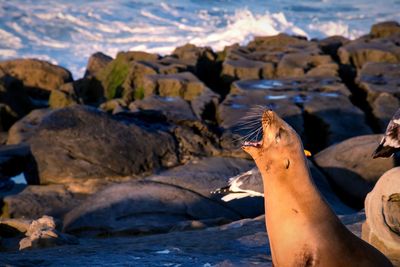 Close-up of lizard on rock by sea