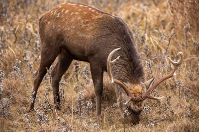 Deer grazing in a field