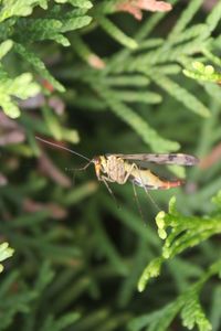 Close-up of insect on plant