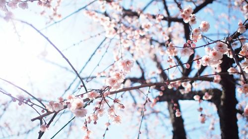 Low angle view of cherry blossom tree