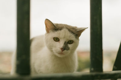 Close-up portrait of cat